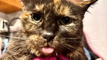 Zbiórka Diana - walka o życie - miniaturka zdjęcia