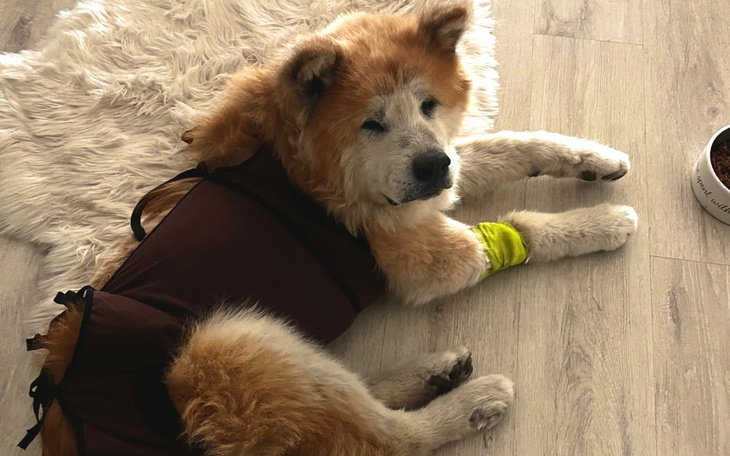 Zbiórka Na wyrwanie chorych ząbków Chili - zdjęcie główne