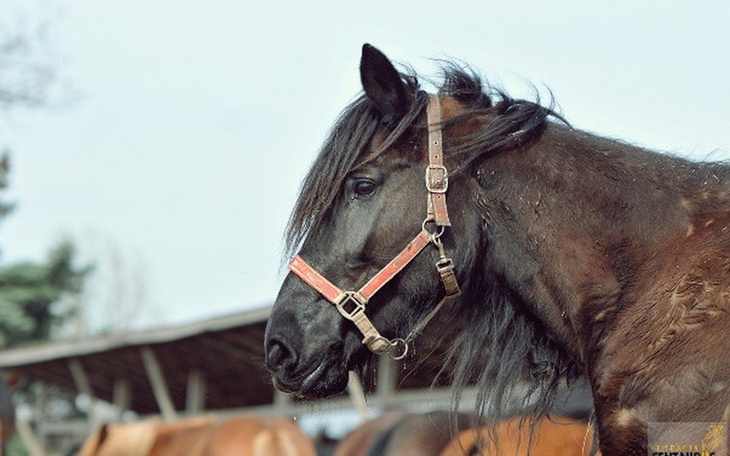 Zbiórka Ambra potrzebuje pomocy - zdjęcie główne
