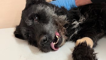 Zbiórka Gnijący z kojcu Kolo - miniaturka zdjęcia