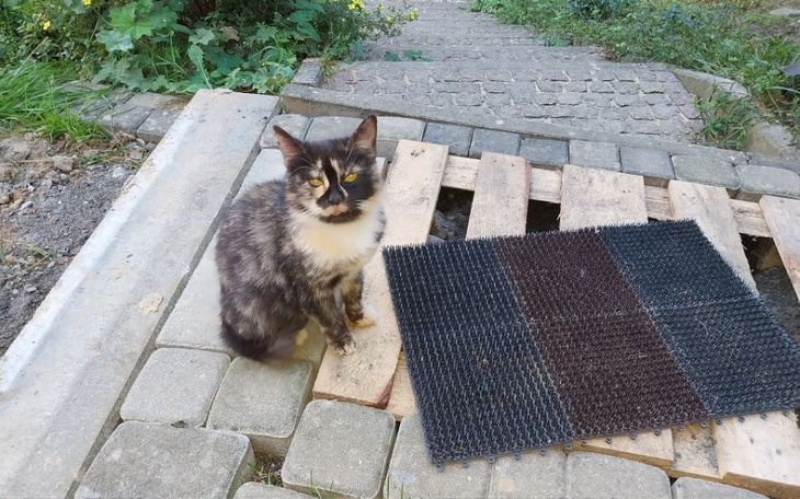 Zbiórka Na jedzonko dla bezdomniakow - zdjęcie główne