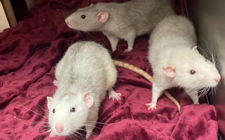 Zbiórka Jesień w Ogoniastych - zdjęcie główne