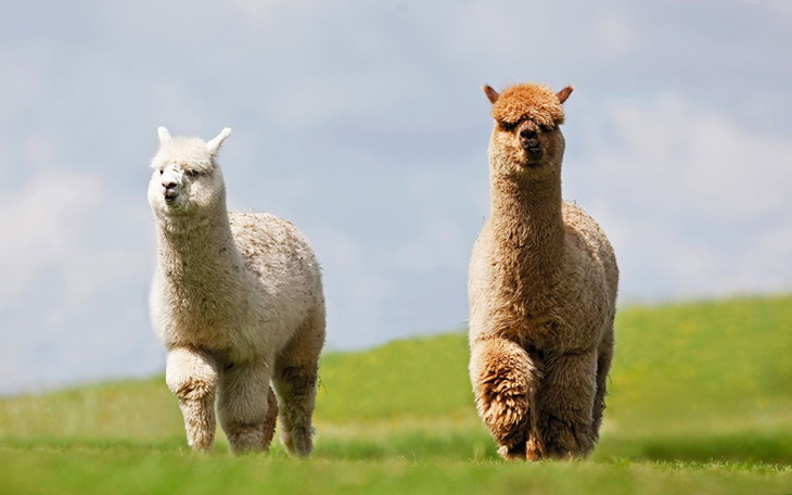 Zbiórka Pomóż stworzyć ALPACZE ELDORADO - zdjęcie główne