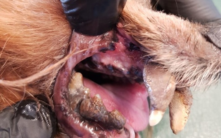 Zbiórka Zrzutka na zdrowe ząbki - zdjęcie główne