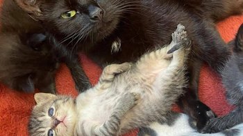 Zbiórka Wiosna w Kocim Zakątku - miniaturka zdjęcia