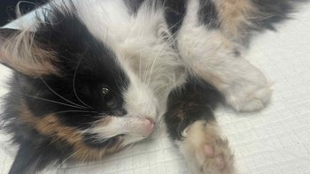 Zbiórka 💔Oskalpowany ogonek 💔 - miniaturka zdjęcia