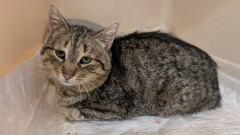 Zbiórka Skot - kot z wyrwaną łapką - miniaturka zdjęcia