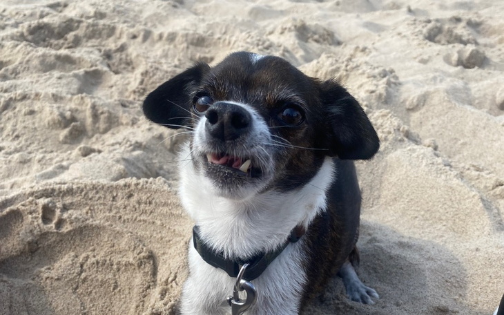 Zbiórka Operacja zębów psa Nuki - zdjęcie główne