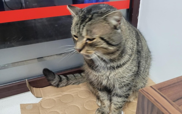 Kot siedzący na kartonie, z widokiem na okno.