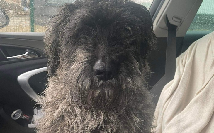 Zbiórka Leczenie Felusia - zdjęcie główne