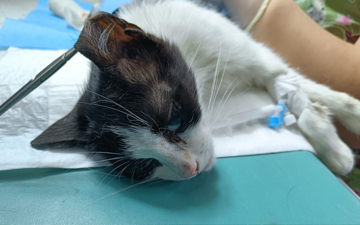 Zbiórka Dzikuski Sandia i Anguria - zdjęcie główne