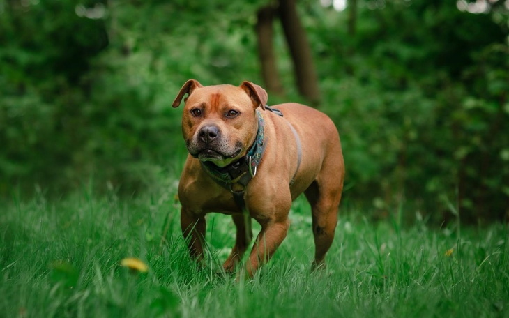 Zbiórka Lepsie życie Lizaka.. - zdjęcie główne