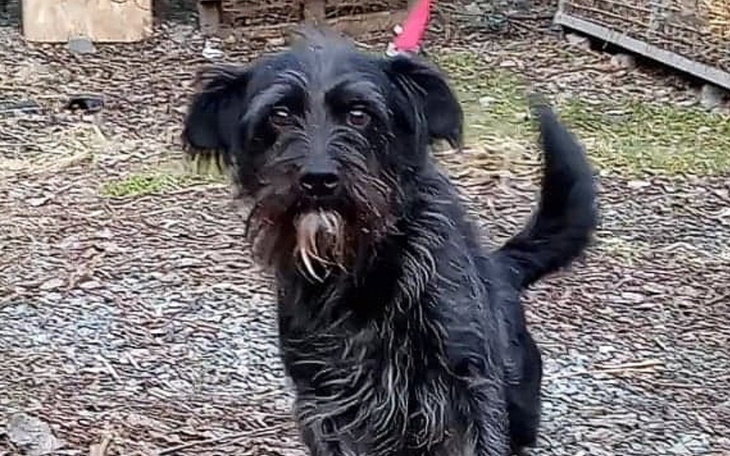 Zbiórka Na walkę z nowotworem u mojego p - zdjęcie główne