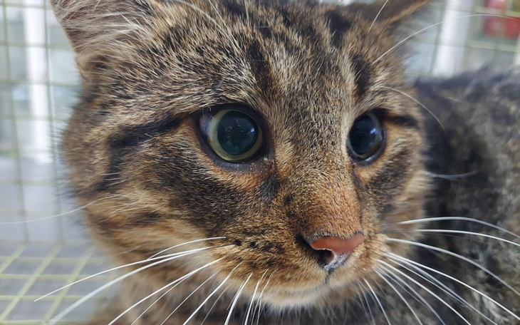 Zbiórka Kastracja kocura.. - zdjęcie główne