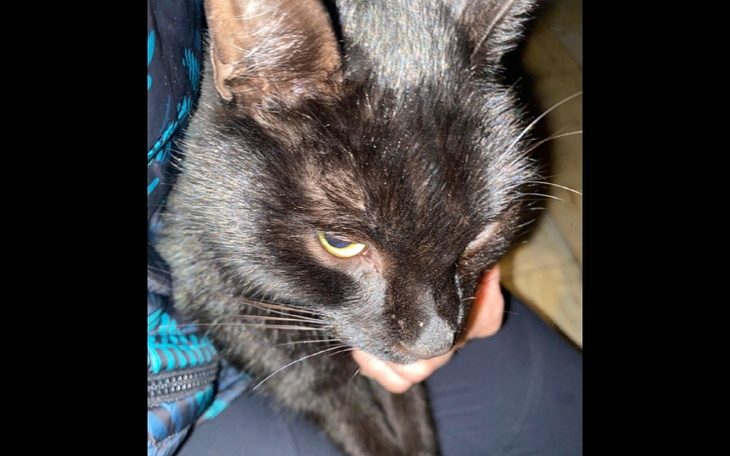 Czarny kot trzymany na rękach, z wyrazem twarzy.