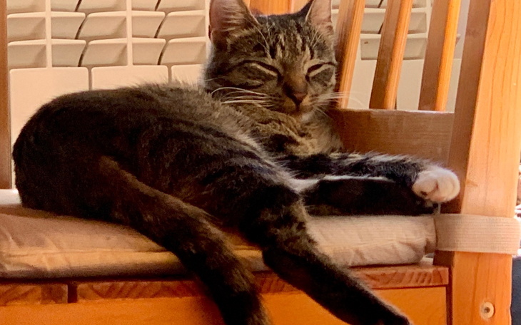 Kot odpoczywający na krześle, zrelaksowany i spokojny.