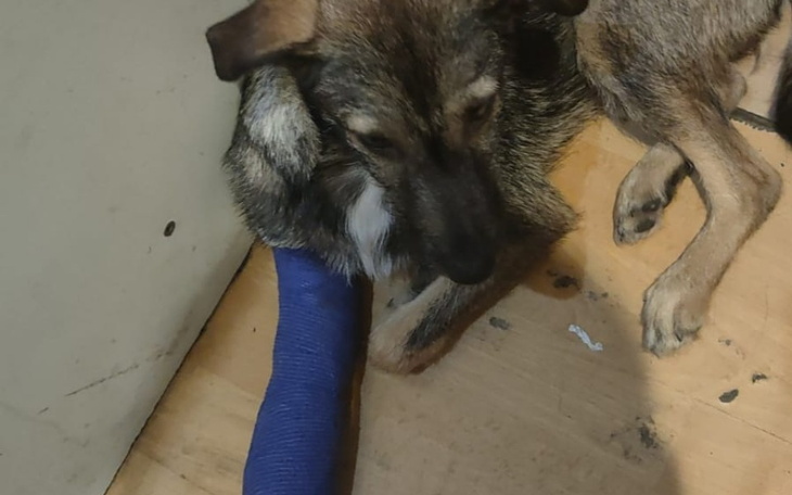 Pies z unieruchomioną łapą, szuka pocieszenia.