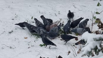 Zbiórka Nakarm z nami ptaki - miniaturka zdjęcia