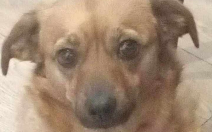 Zbiórka Pomoc dla chorego pieska. - zdjęcie główne