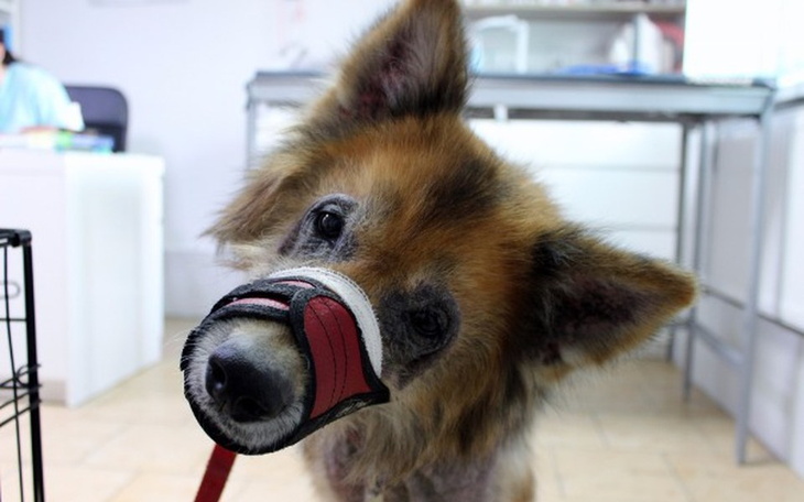 Zbiórka Borys zbiera na leczenie - zdjęcie główne