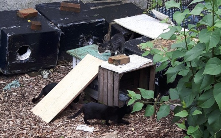 Zbiórka Karma dla bezdomnych kotów Gda. - zdjęcie główne