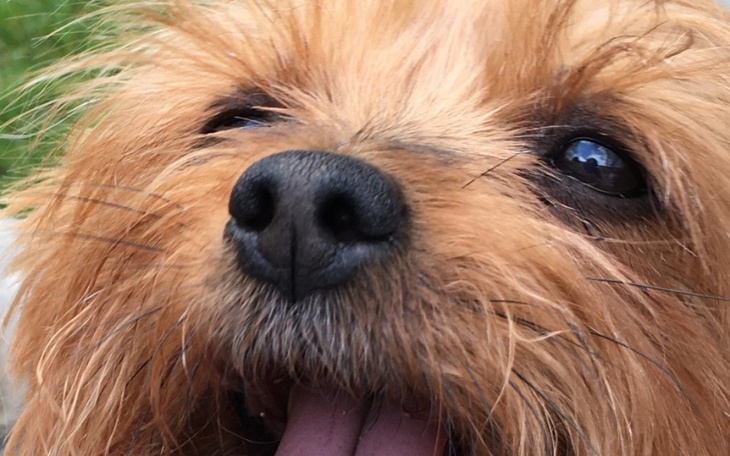 Zbiórka Chory york - zdjęcie główne