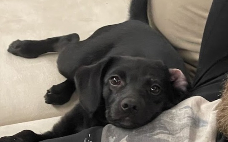 Czarny szczeniak leży na kanapie, patrząc z ciekawością.