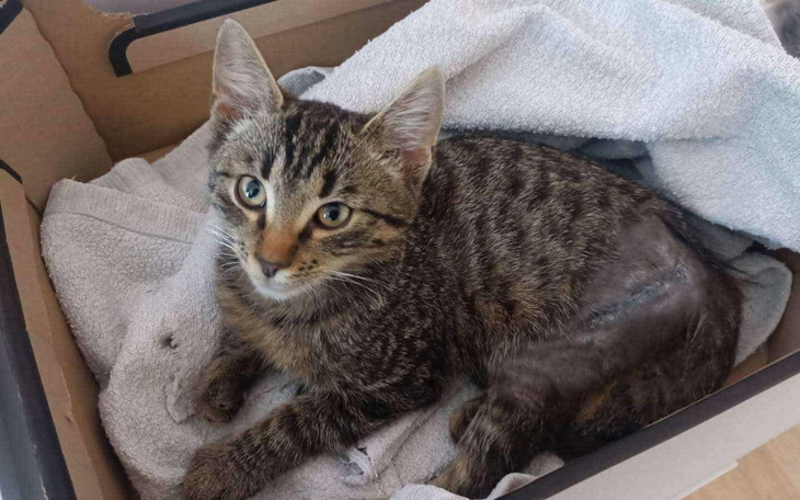 Kotek leżący w pudełku na ręcznikach.