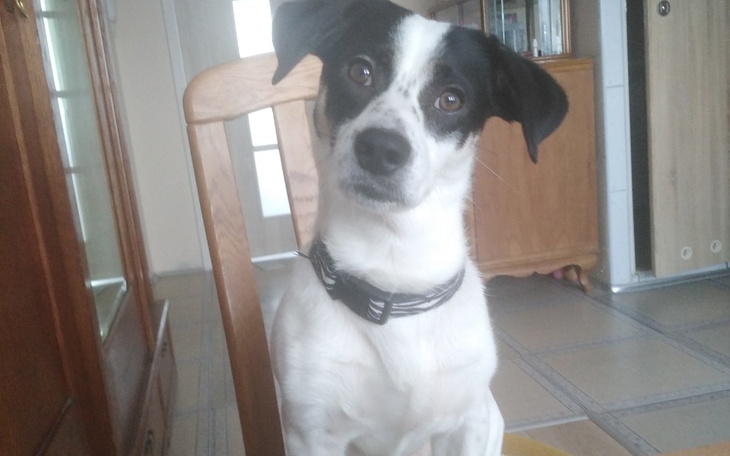 Zbiórka Leczenia pieska - zdjęcie główne