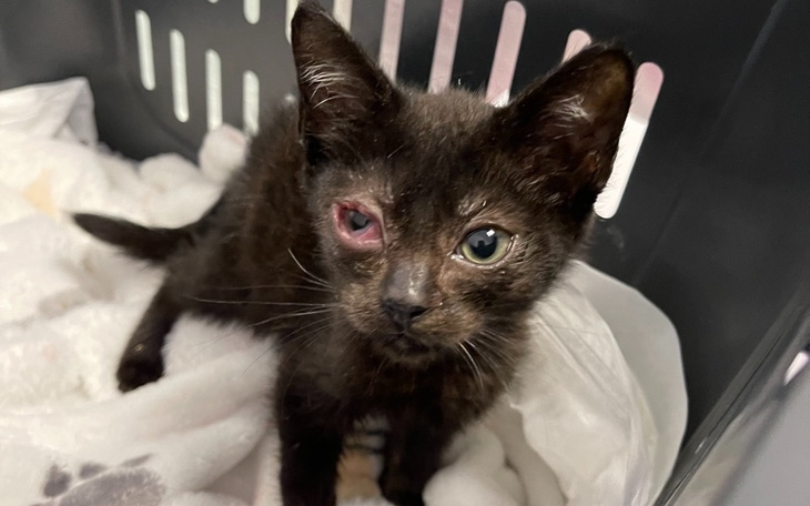 Zbiórka Ratunek dla malutkiej - zdjęcie główne