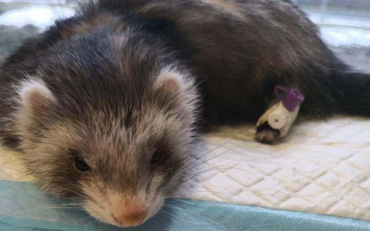 Zbiórka Dalej wymagam leczenia 😞 - zdjęcie główne