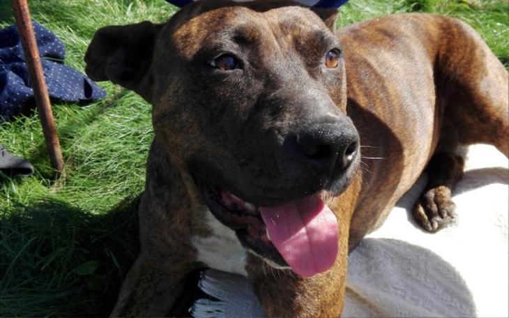 Zbiórka Na fundacje pomocy dla zwierząt - zdjęcie główne