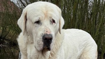 Zbiórka Carter potrzebuje Twojej pomocy - miniaturka zdjęcia