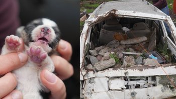 Zbiórka Umierały w gruzie w samochodzie - miniaturka zdjęcia