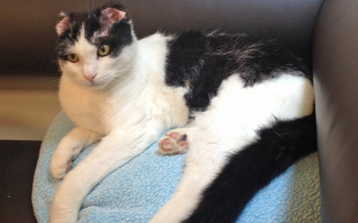 Zbiórka Na wetyrenarza dla mojego kotka - zdjęcie główne