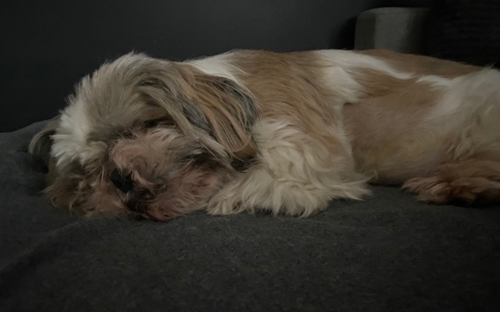 Zbiórka leczenie kręgosłupa Figi - zdjęcie główne