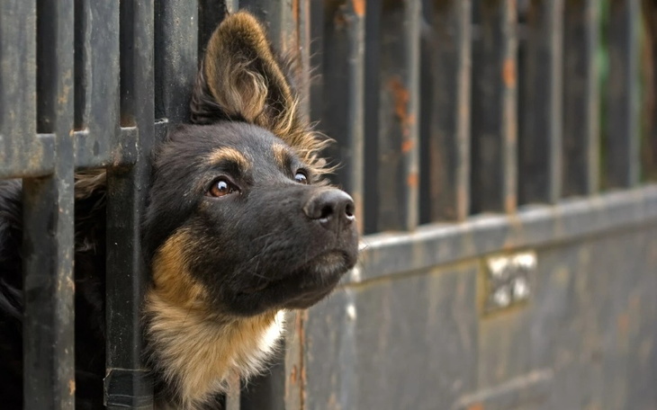 Zbiórka pomagamy schronisku 3 - zdjęcie główne