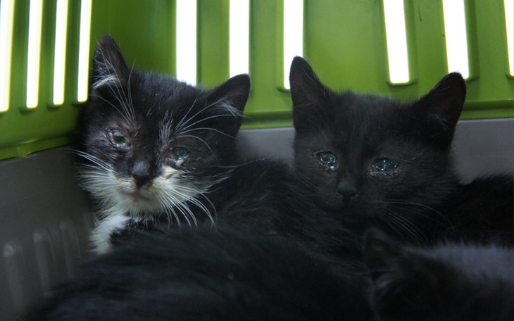 Zbiórka Jesienne maleństwa - zdjęcie główne