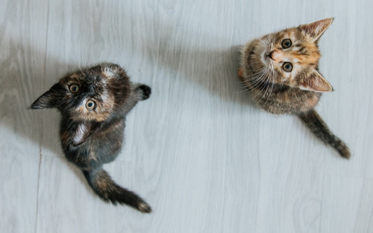 Zbiórka Pomóż ratować zwierzaki - zdjęcie główne