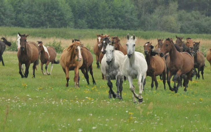 Stado koni biegających po zielonej łące.