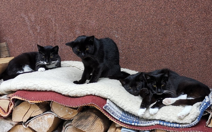 Zbiórka Uratuj 1500 wsiowych kotów - zdjęcie główne