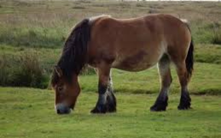 Zbiórka Pomóż spełnić jedno z marzeń - zdjęcie główne