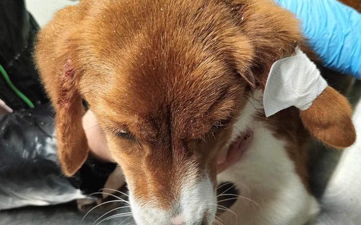 Pies z opatrunkiem na głowie po zabiegu.