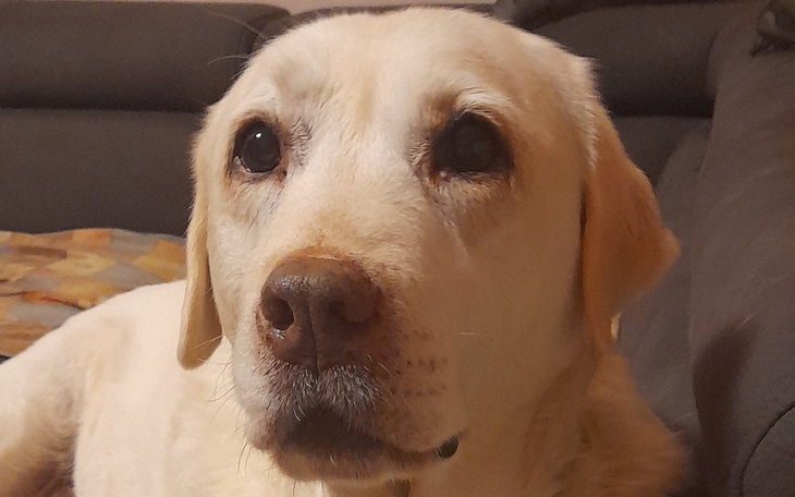 Zbiórka Operacja Yumi - zdjęcie główne