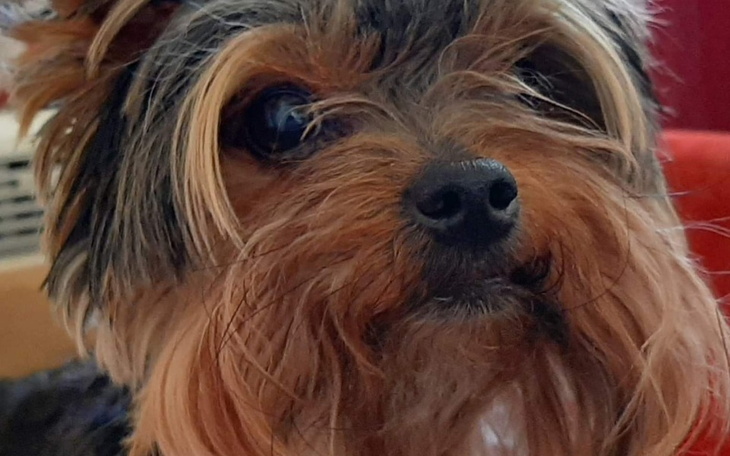 Zbiórka Na operację dla Stefani - zdjęcie główne