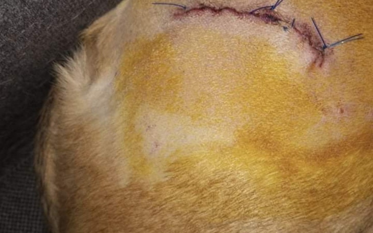 Zbiórka Zbieramy na pieska po wypadku - zdjęcie główne