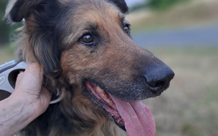 Pies z radosnym wyrazem twarzy, spędzający czas na świeżym powietrzu.