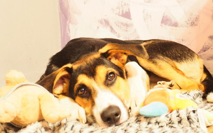 Zbiórka Simba-czy odzyska wiarę w ludzi? - zdjęcie główne