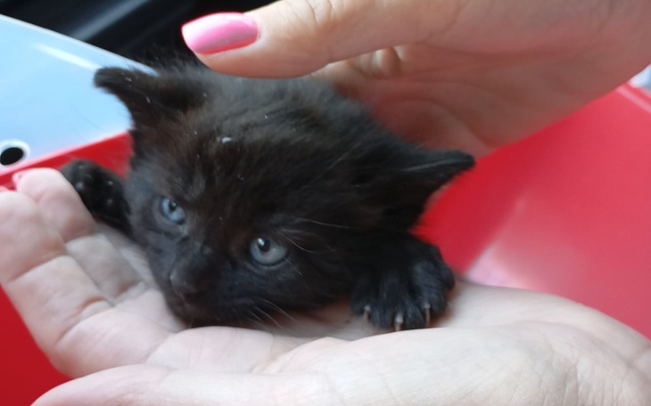 Zbiórka Karmy ciągle brakuje - zdjęcie główne