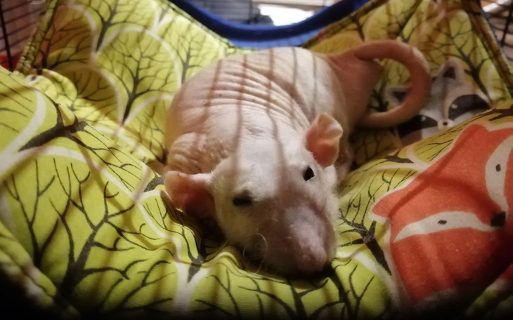 Zbiórka Łysa interwencja - zdjęcie główne